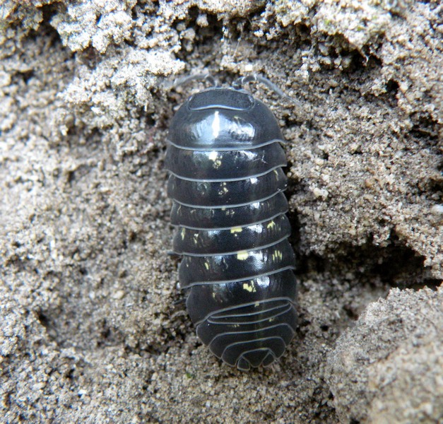 Armadillidium ?